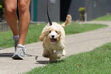 Dog Walking Services