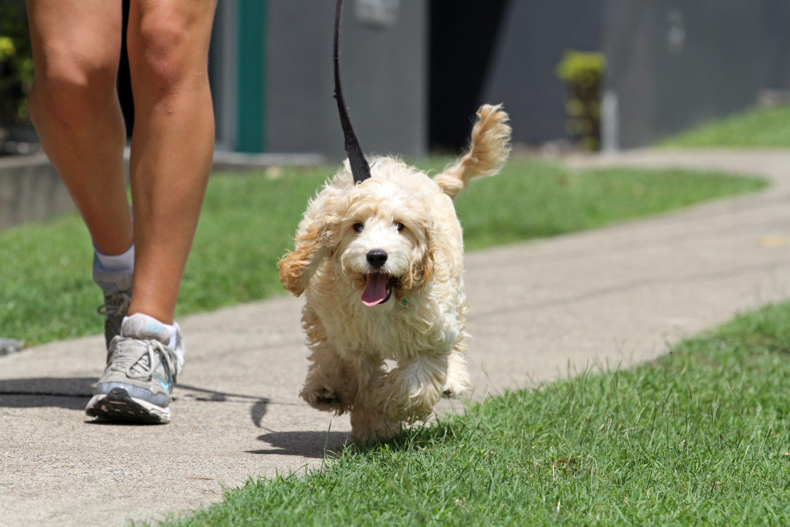 Dog walking & Pet Sitting Services Waggy Tails Lytham