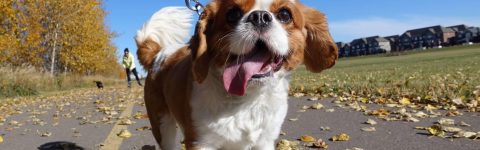 Lytham Dog Walking & Pet Sitting Services