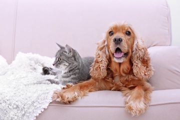Pet sitting services